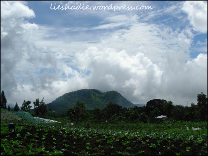kebun tembakau dengan latar belakang jajaran gunung Andong dan Telomoyo yang sebagian tertutup kabut !